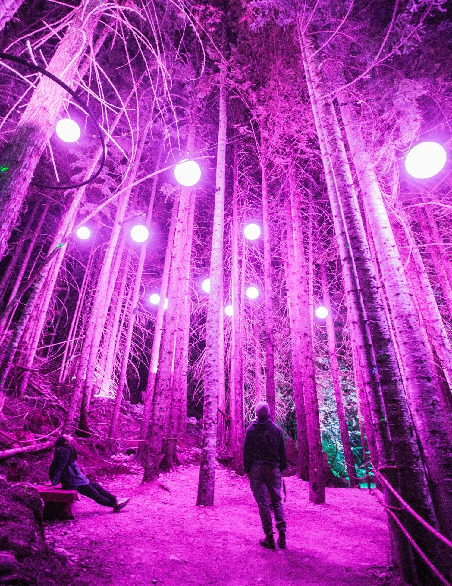 Magical nighttime forest scene with projected patterns at Whistler experience