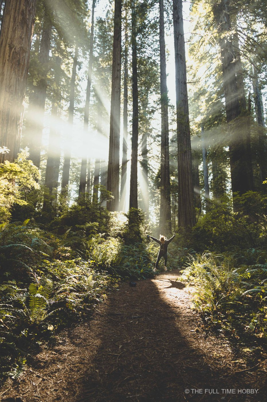 Arms Up in the Forest Light, Oregon Coast, Oregon
