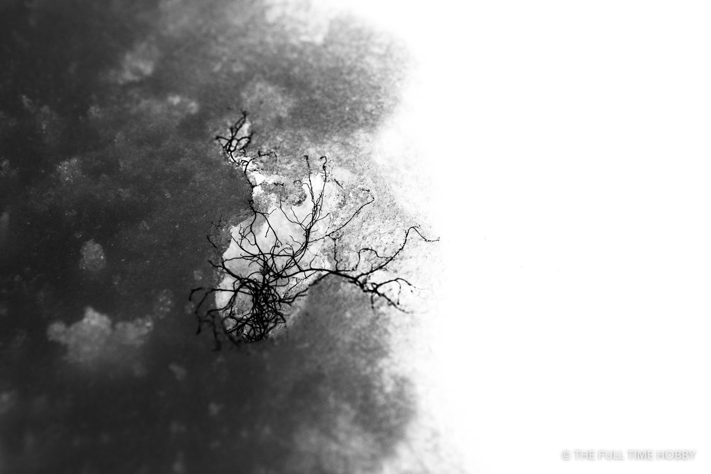 Bare Tree in the Fog, Mike Wiegele Helicopter Skiing, Blue River, BC