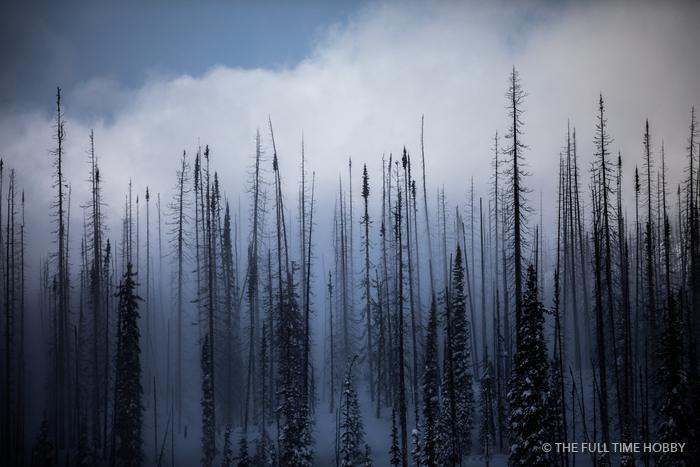 Burnt Forest in Blue, Revelstoke, BC