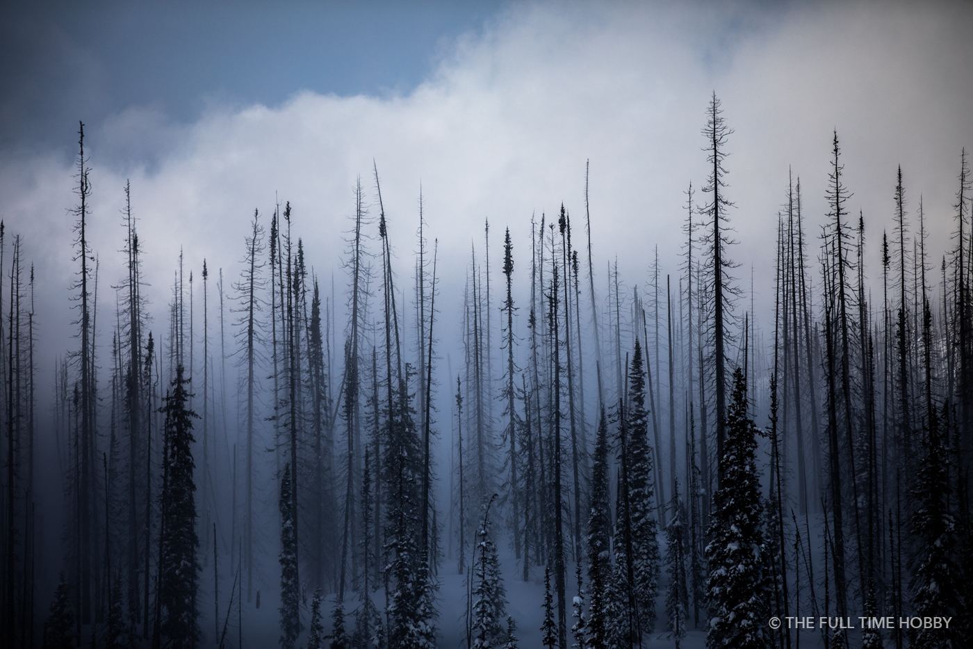 Burnt Forest in Blue, Revelstoke, BC