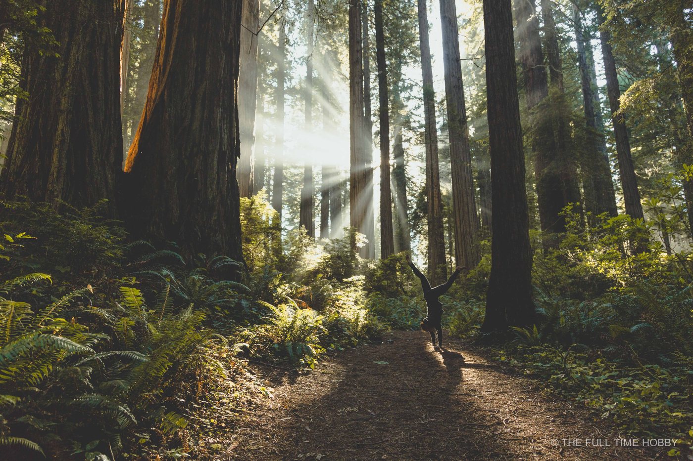 Celebrating Among Giant Redwoods, Oregon Coast, Oregon