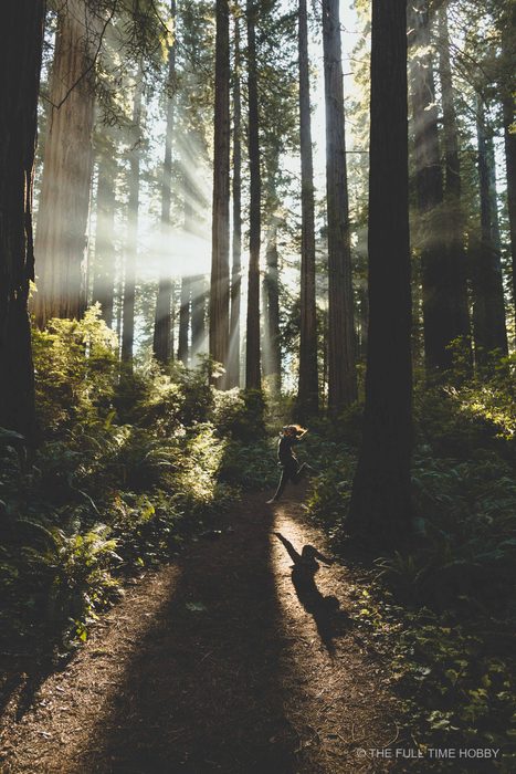 Dancing Shadow on a Forest Trail, Oregon Coast, Oregon