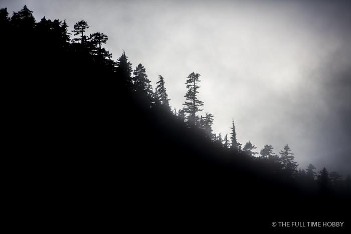 Dark Forest Silhouette, Whistler, BC