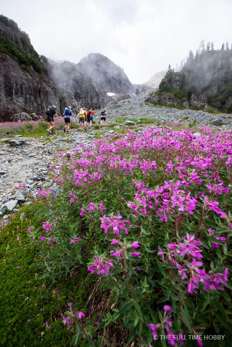 Fireweed in an Alpine Meadow, Sky Pilot Mountain, Squamish, BC