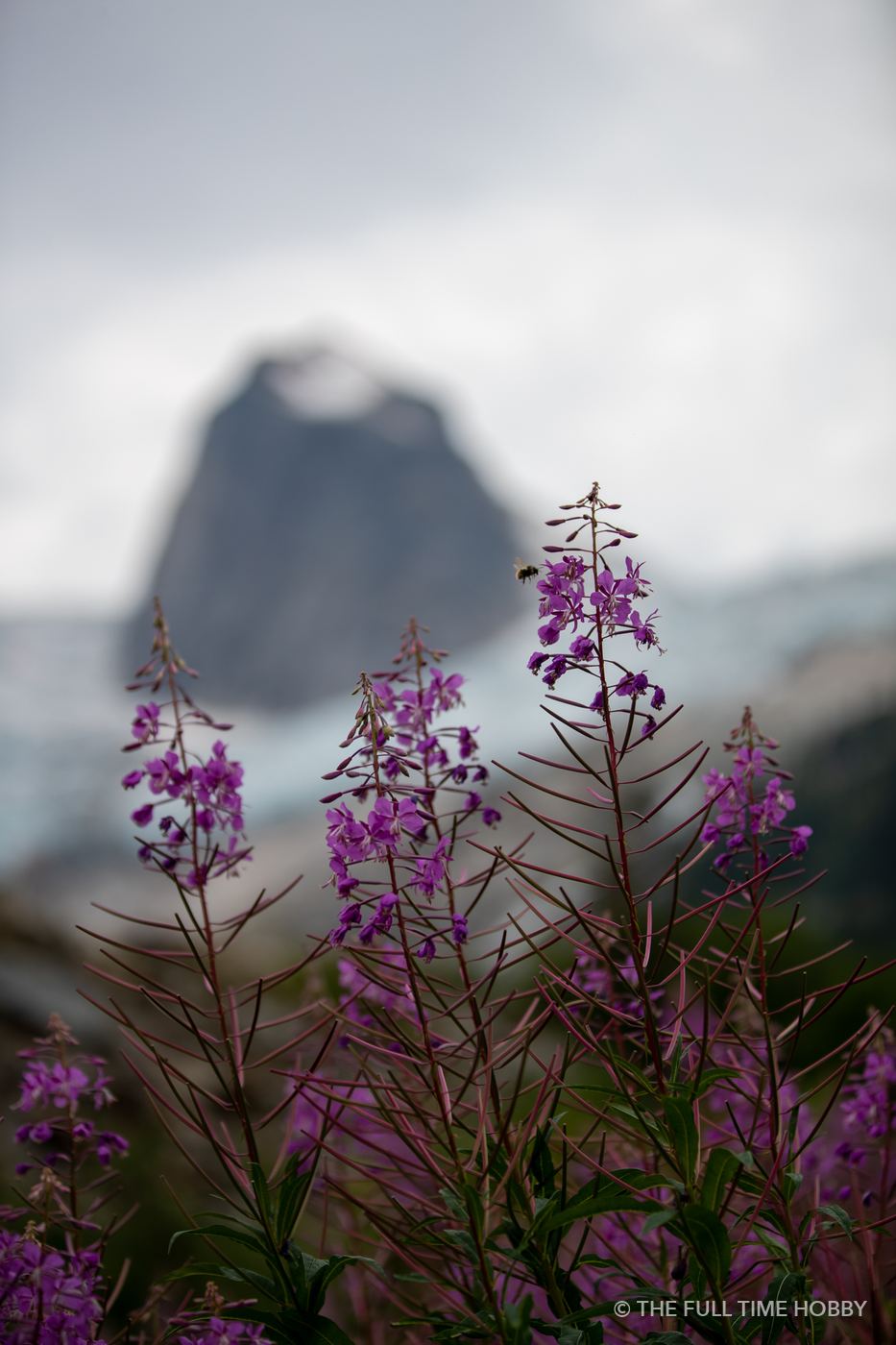 Fireweed and a Granite Wall, Bugaboo Provincial Park, BC