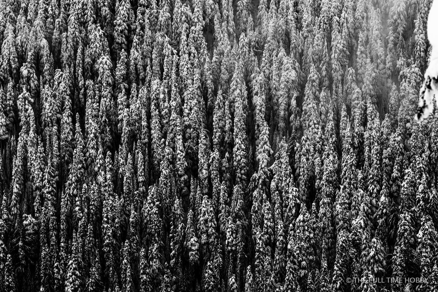 Forest Texture From Above, Whistler, BC
