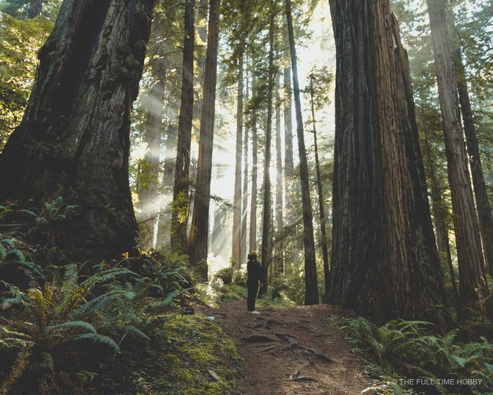 Giant Redwood Trunks and Sunbeams, Oregon Coast, Oregon
