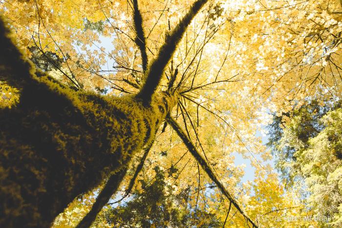 Golden Autumn Canopy &mdash; stock photo by Jeremy Allen
