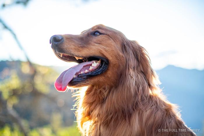 Happy Golden Retriever, Whistler, Pemberton and Squamish, BC