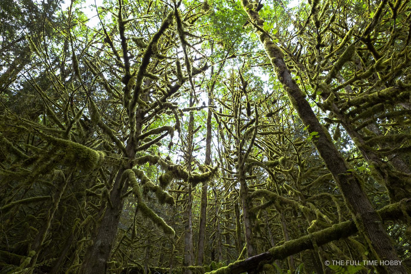 Green Rainforest, Sasquatch Provincial Park, BC