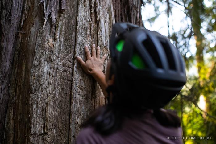 Hand on the Old Growth, Whistler, Pemberton and Squamish, BC