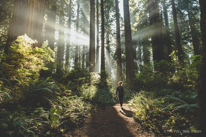 Hiker Under Redwood Sunbeams, Oregon Coast, Oregon