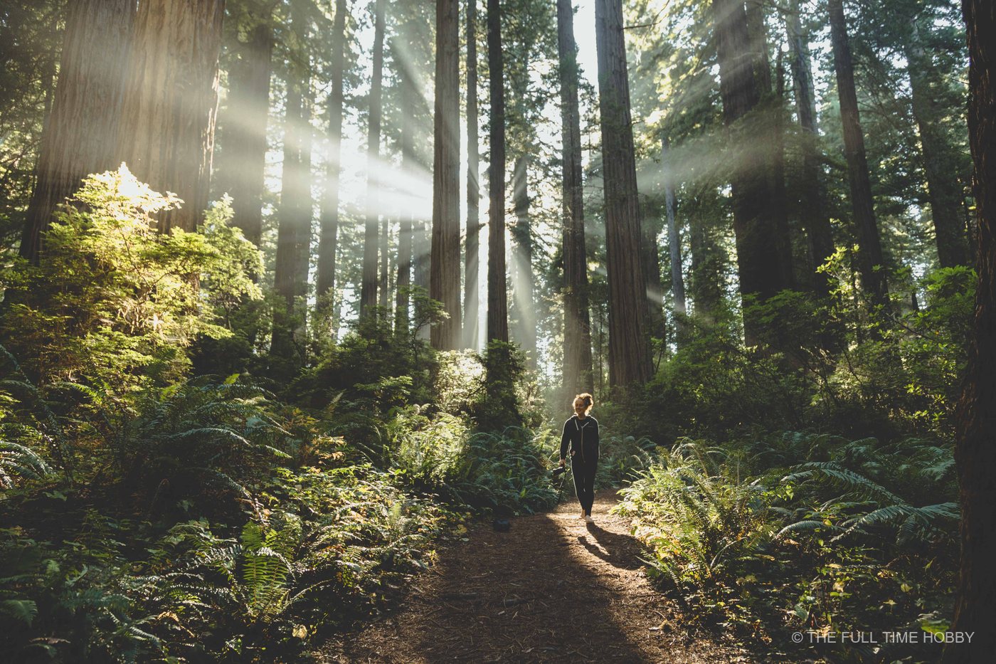 Hiker Under Redwood Sunbeams, Oregon Coast, Oregon