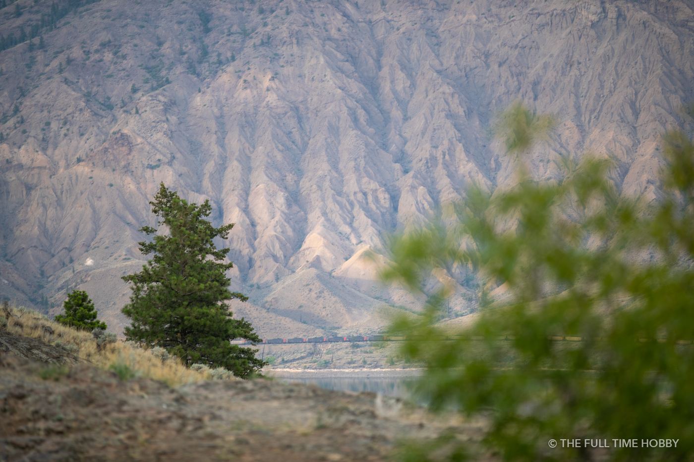 Lone Pine Above the Valley, Bugaboo Provincial Park, BC