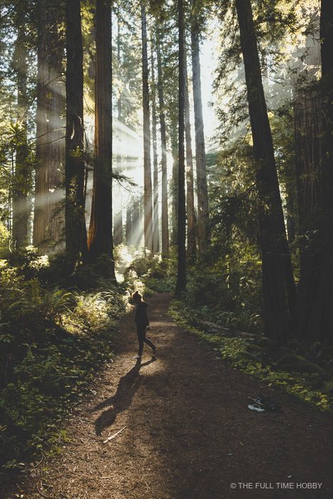 Looking Up Into the Light Rays, Oregon Coast, Oregon