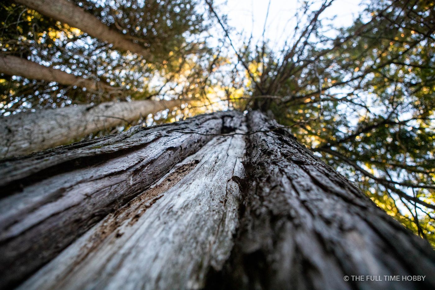 Looking Up an Old-Growth Giant, Whistler, Pemberton and Squamish, BC