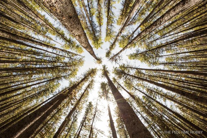 Old-Growth Canopy From Below, Ram Falls, Alberta