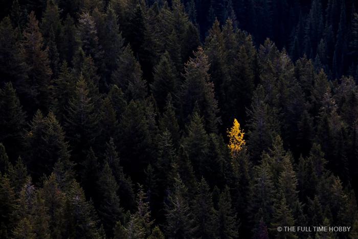One Golden Tree in a Dark Forest, Silver Star Mountain Resort, Vernon, BC