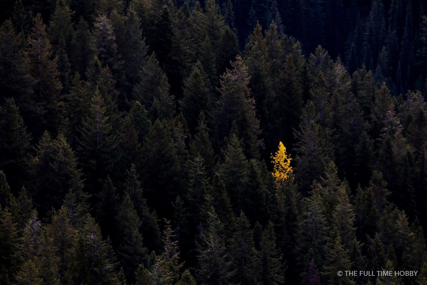 One Golden Tree in a Dark Forest, Silver Star Mountain Resort, Vernon, BC