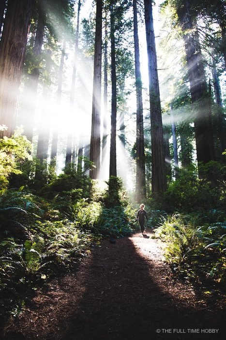 Sunbeams Over a Redwood Trail, Oregon Coast, Oregon