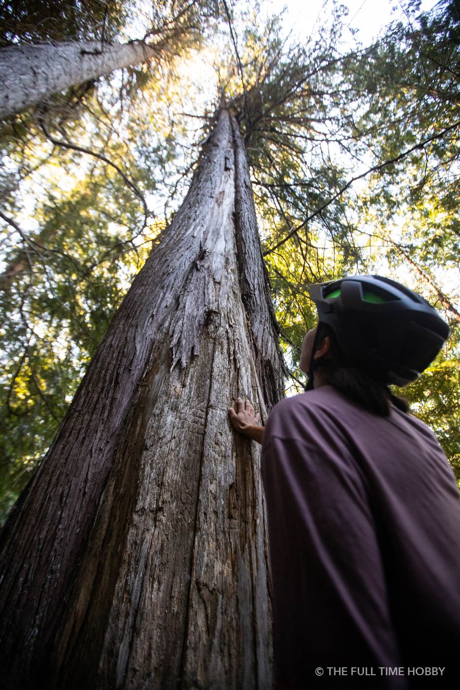 Rider Beside an Ancient Tree, Whistler, Pemberton and Squamish, BC