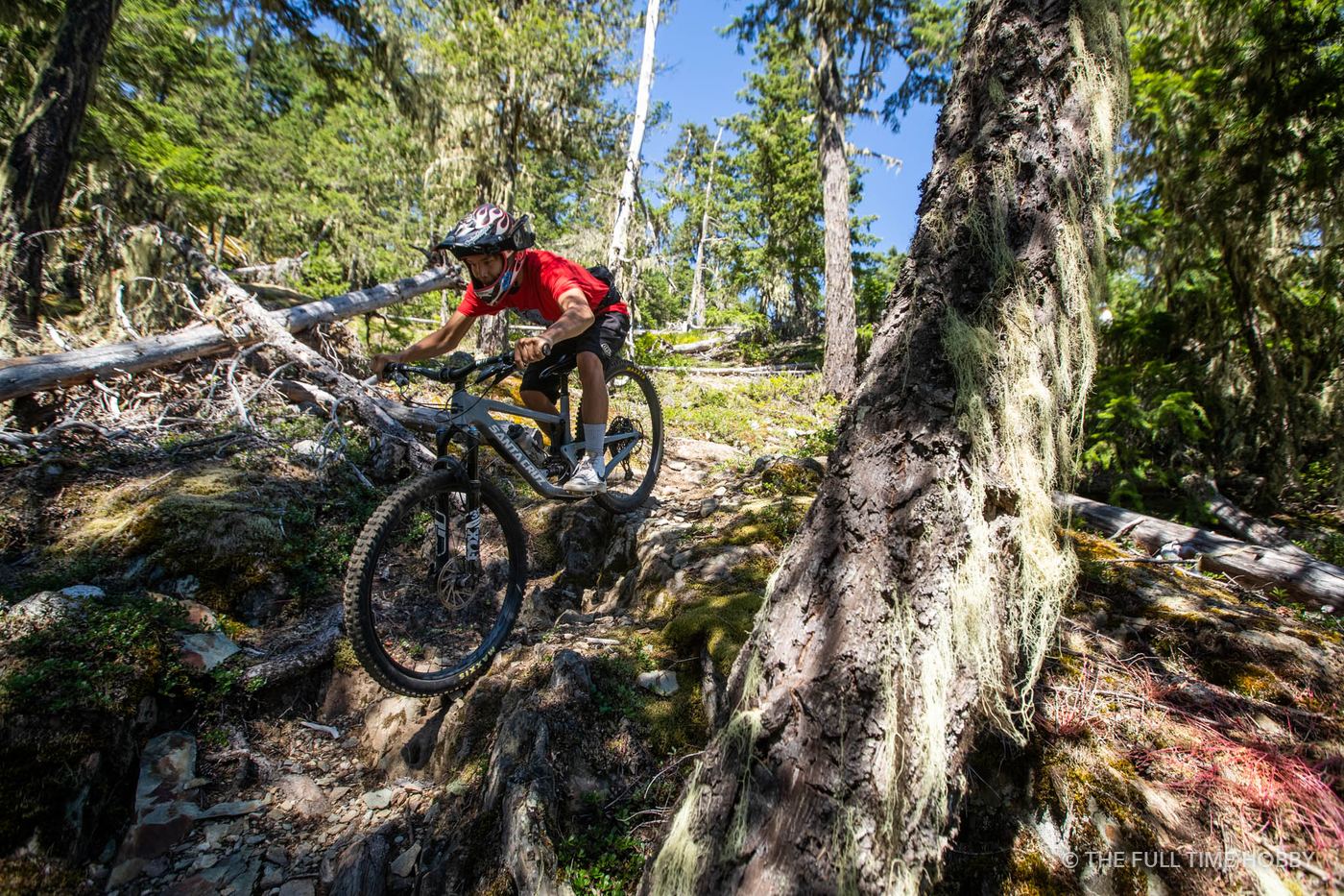 Rider Between Giant Trees, Whistler, Pemberton and Squamish, BC