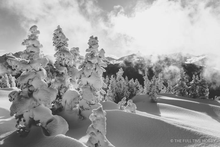 Rime Forest in Black & White, Whistler, BC