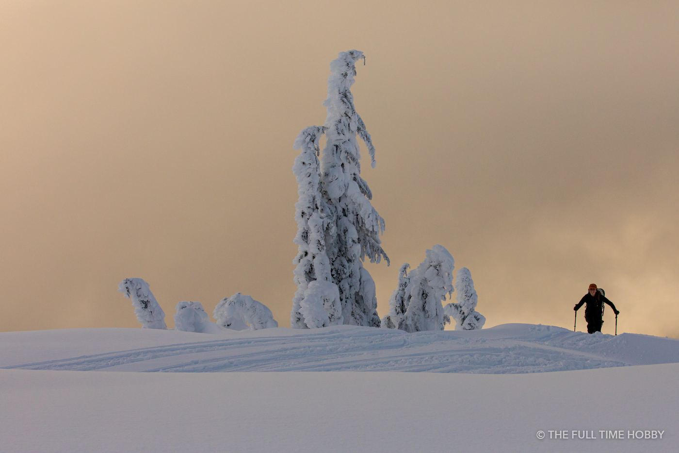 Rime Tree and Hiker, Whistler, BC