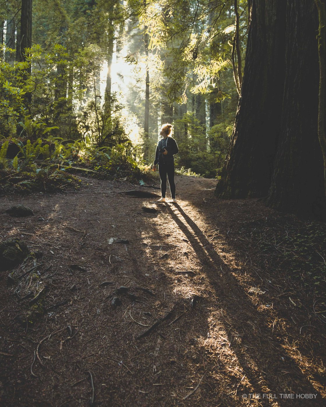 Standing in the Forest Glow, Oregon Coast, Oregon