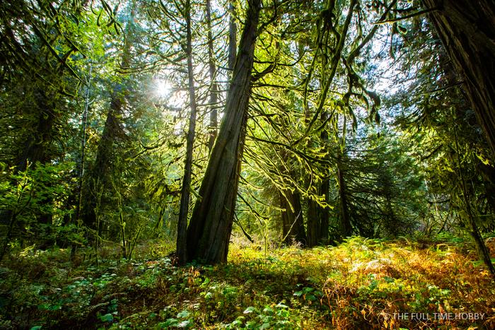 Sunlit Forest Floor, Bella Coola, BC