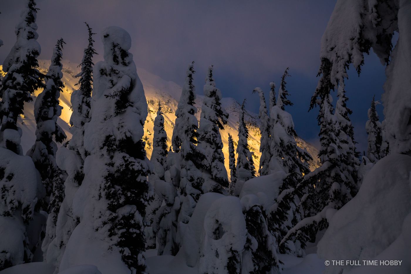 Sunset Through Snowy Trees, Duffey Lake Provincial Park, BC