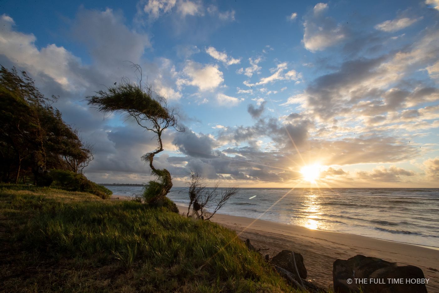 Windswept Tree at Sunset, Hawaii